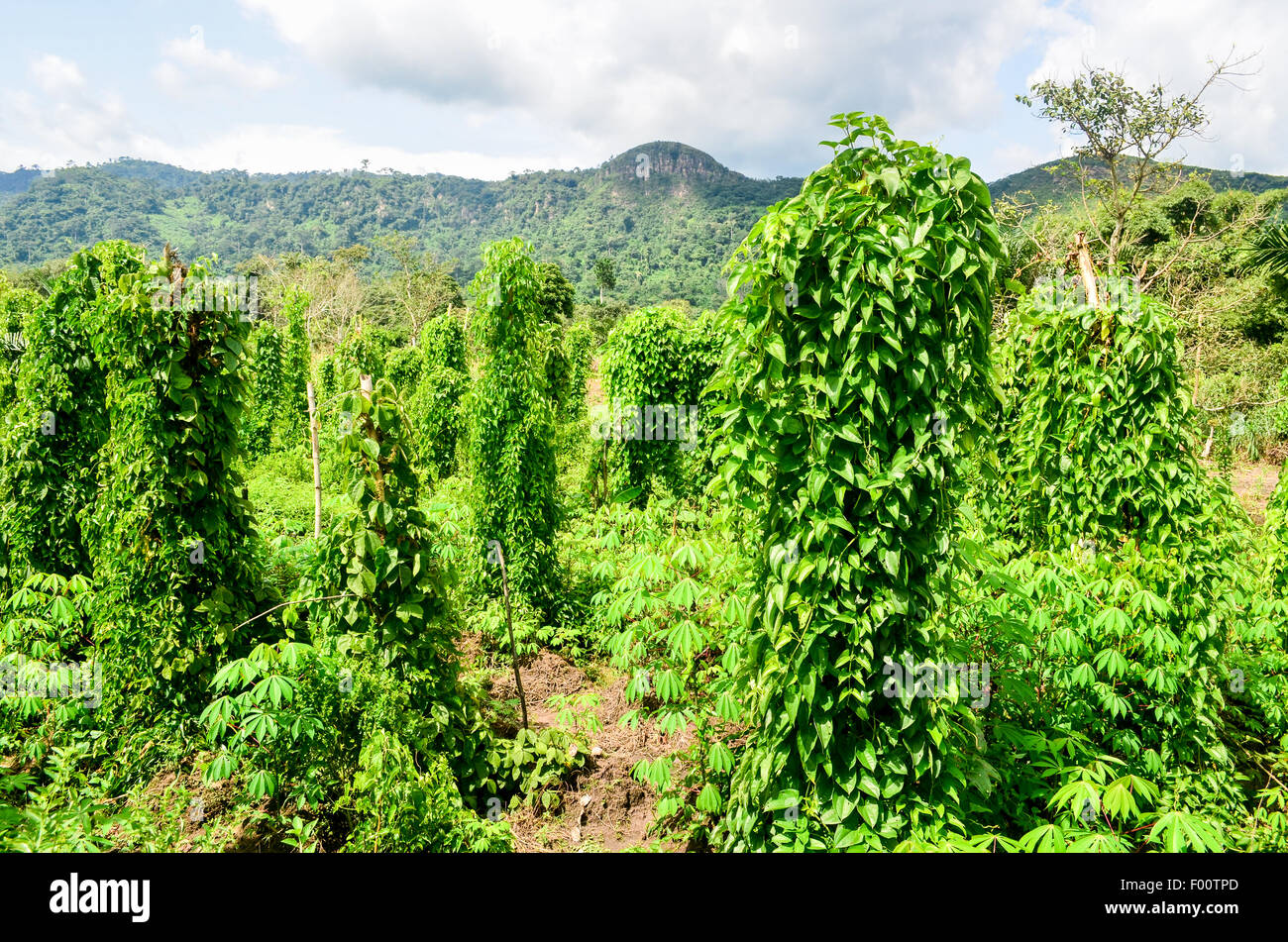 Bush and plantations on the Volta region of Ghana Stock Photo