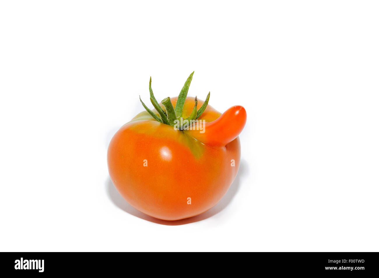 Curious tomato with appendage in the form of a long nose on white. Stock Photo