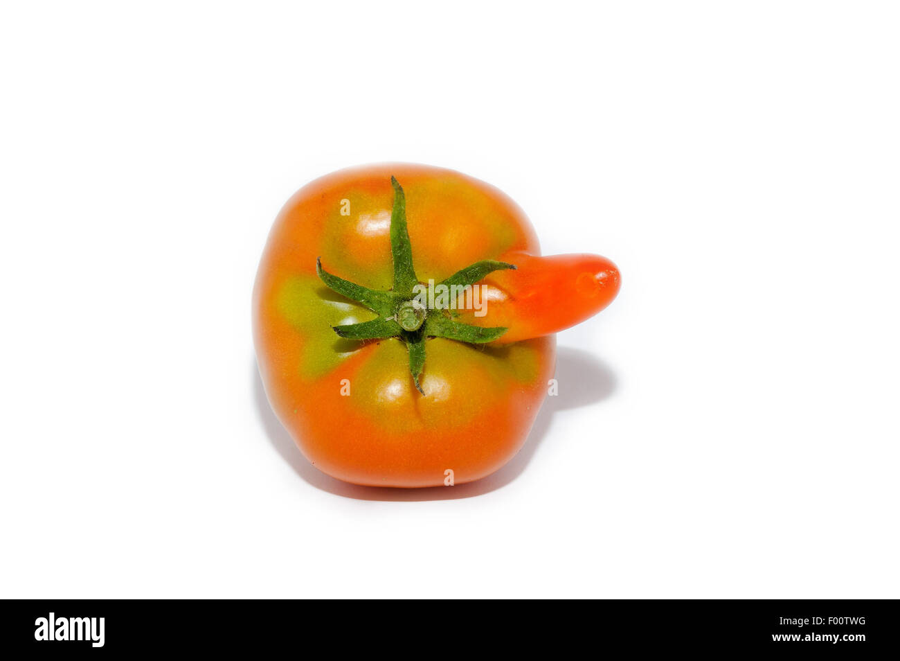 Curious tomato with appendage in the form of a long nose on white. Stock Photo