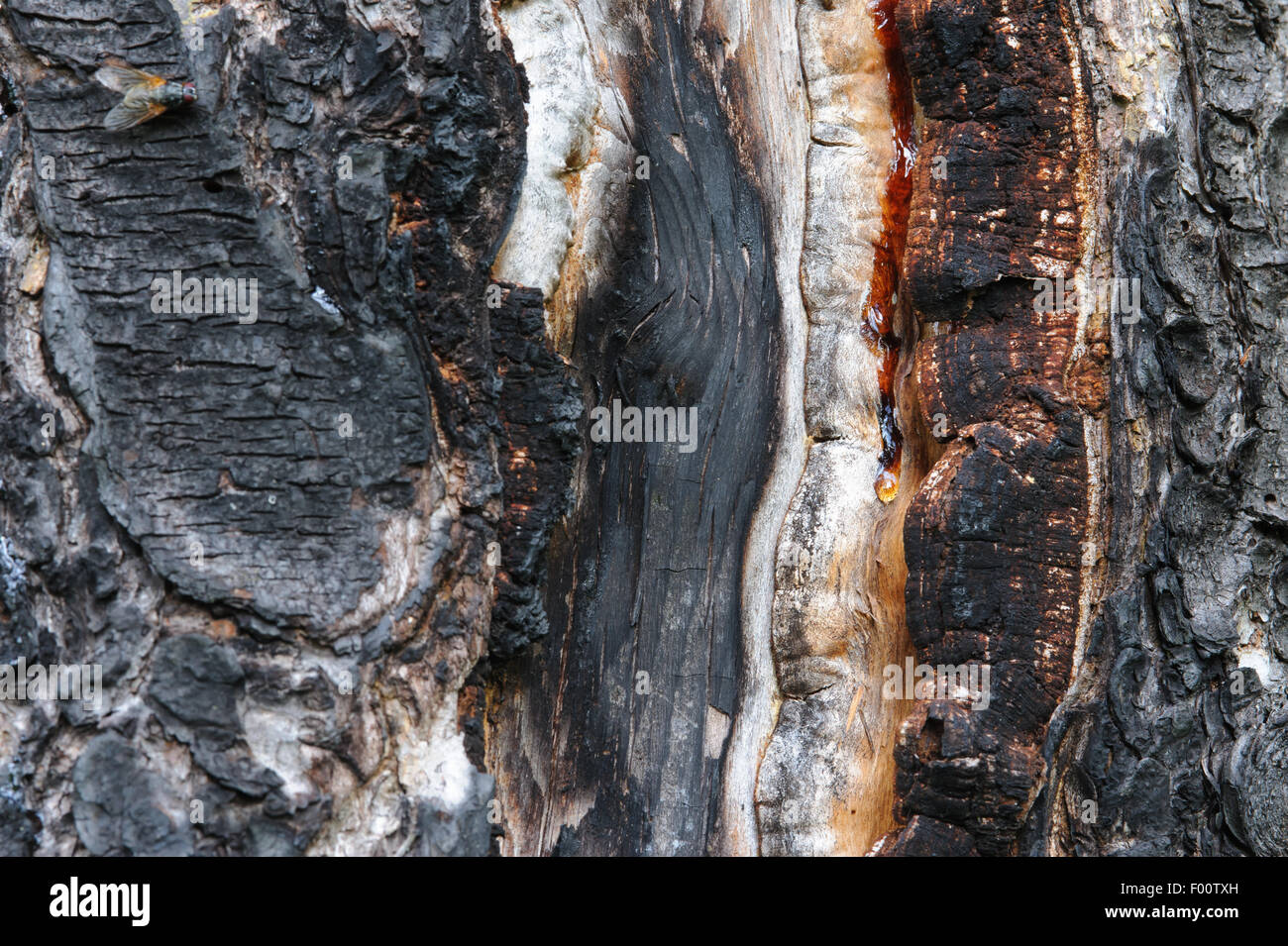 Close up background of burnt pine tree surface. Stock Photo