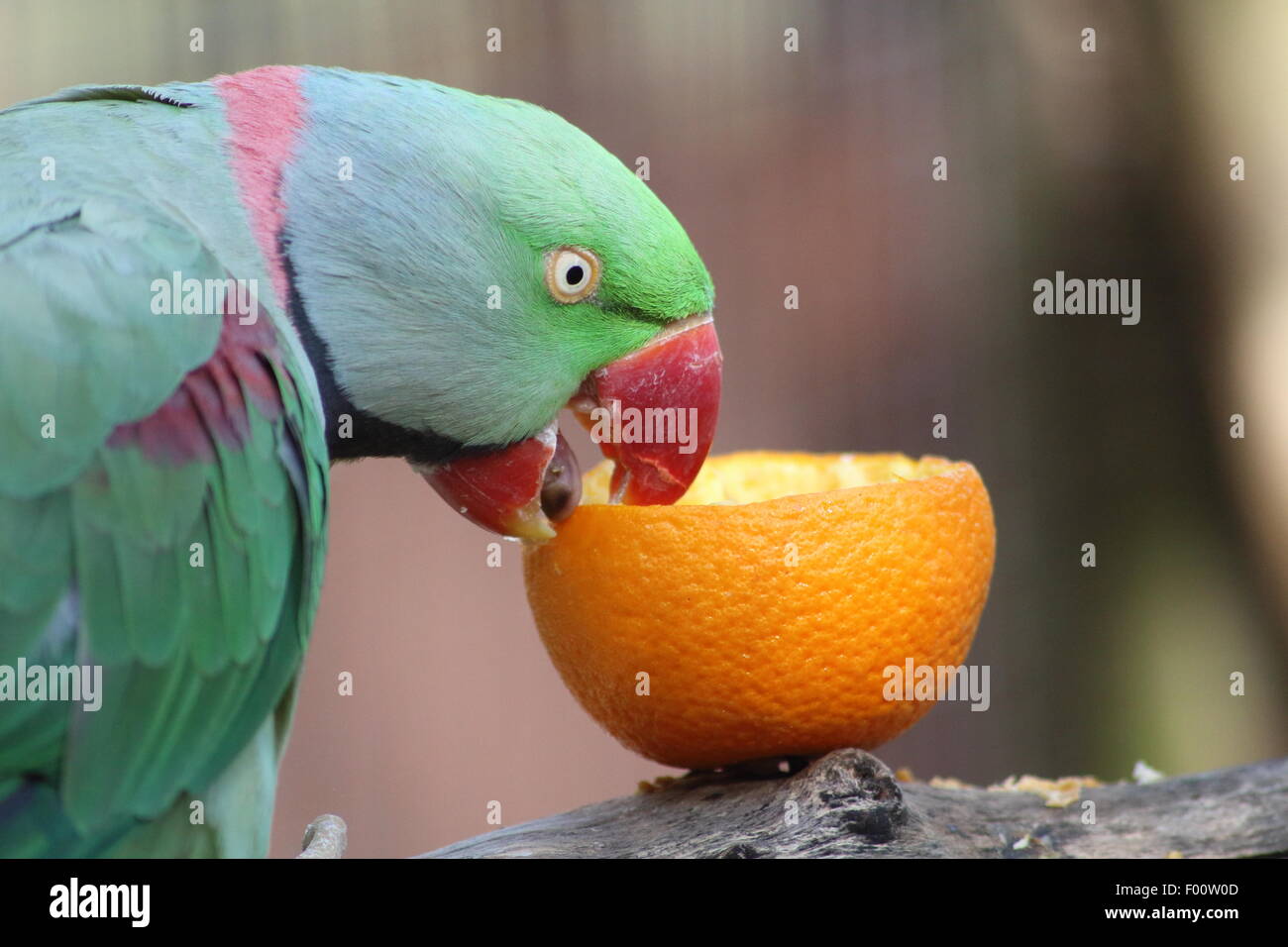A landscape photograph of a parrot taking a bite from its fruit Stock Photo