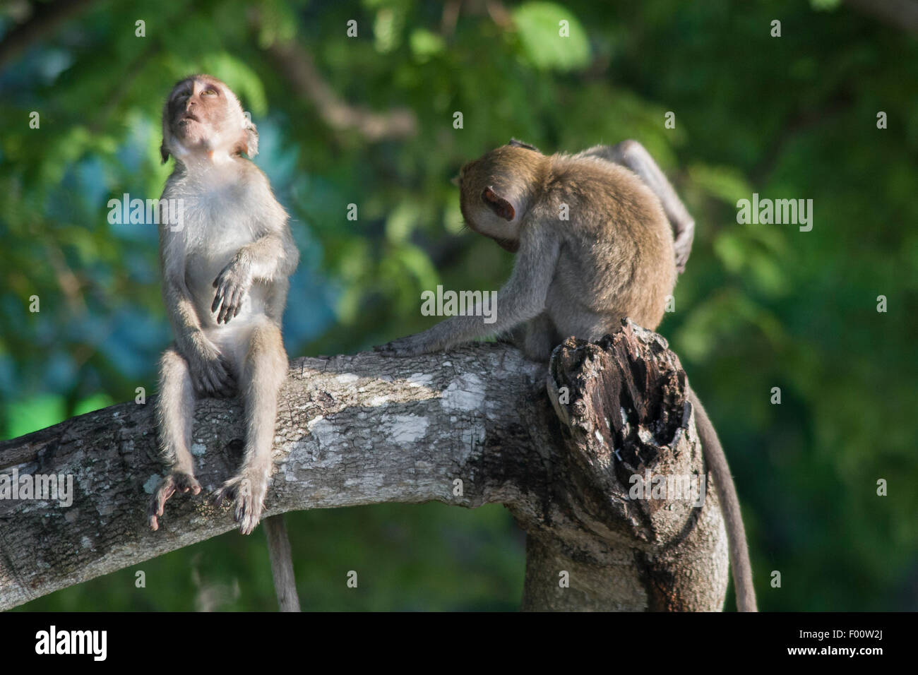 Java monkey in the wild and at home 3 Java monkey in the wild and at home 6
