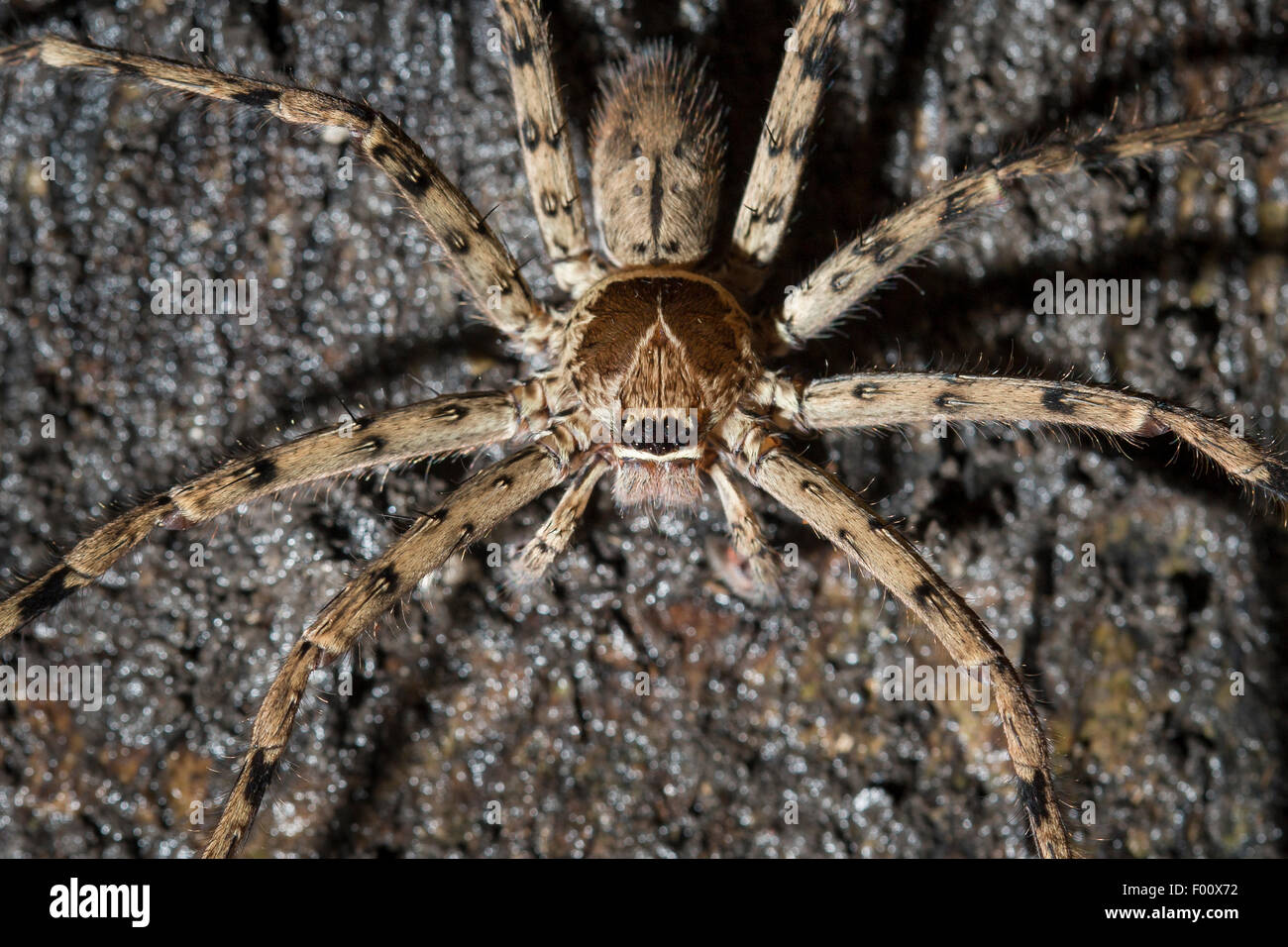 Close-up of a large spider. Stock Photo
