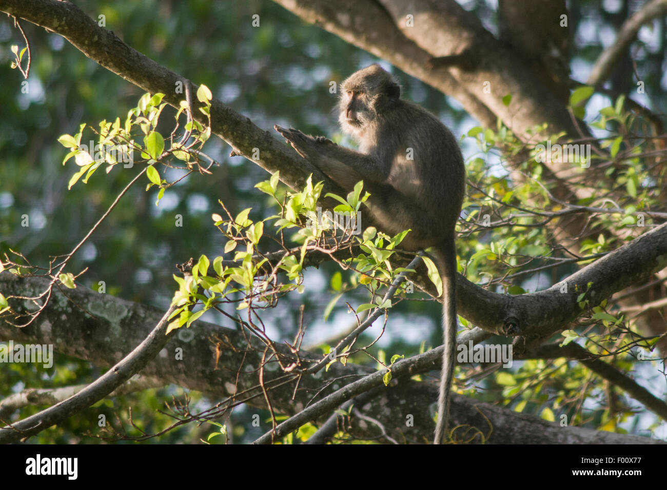 Crabeating macaque at dawn Stock Photo Alamy