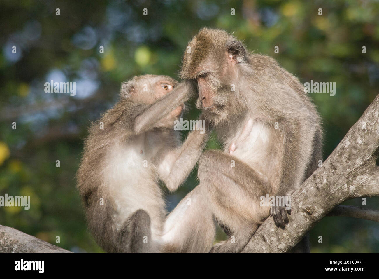Grooming crab-eating macaques. Stock Photo
