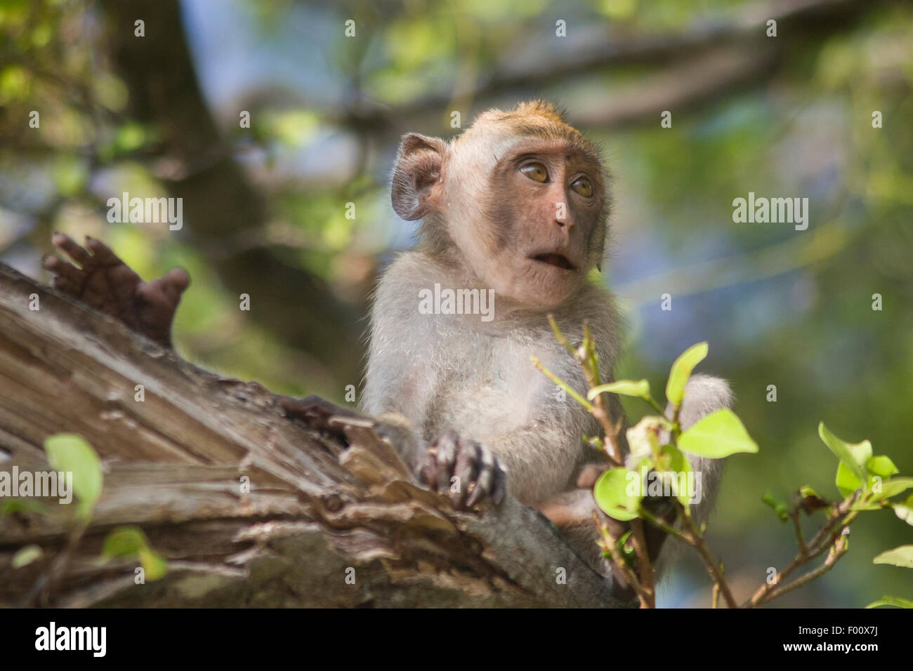 Surprisedlooking baby crabeating macaque Stock Photo Alamy