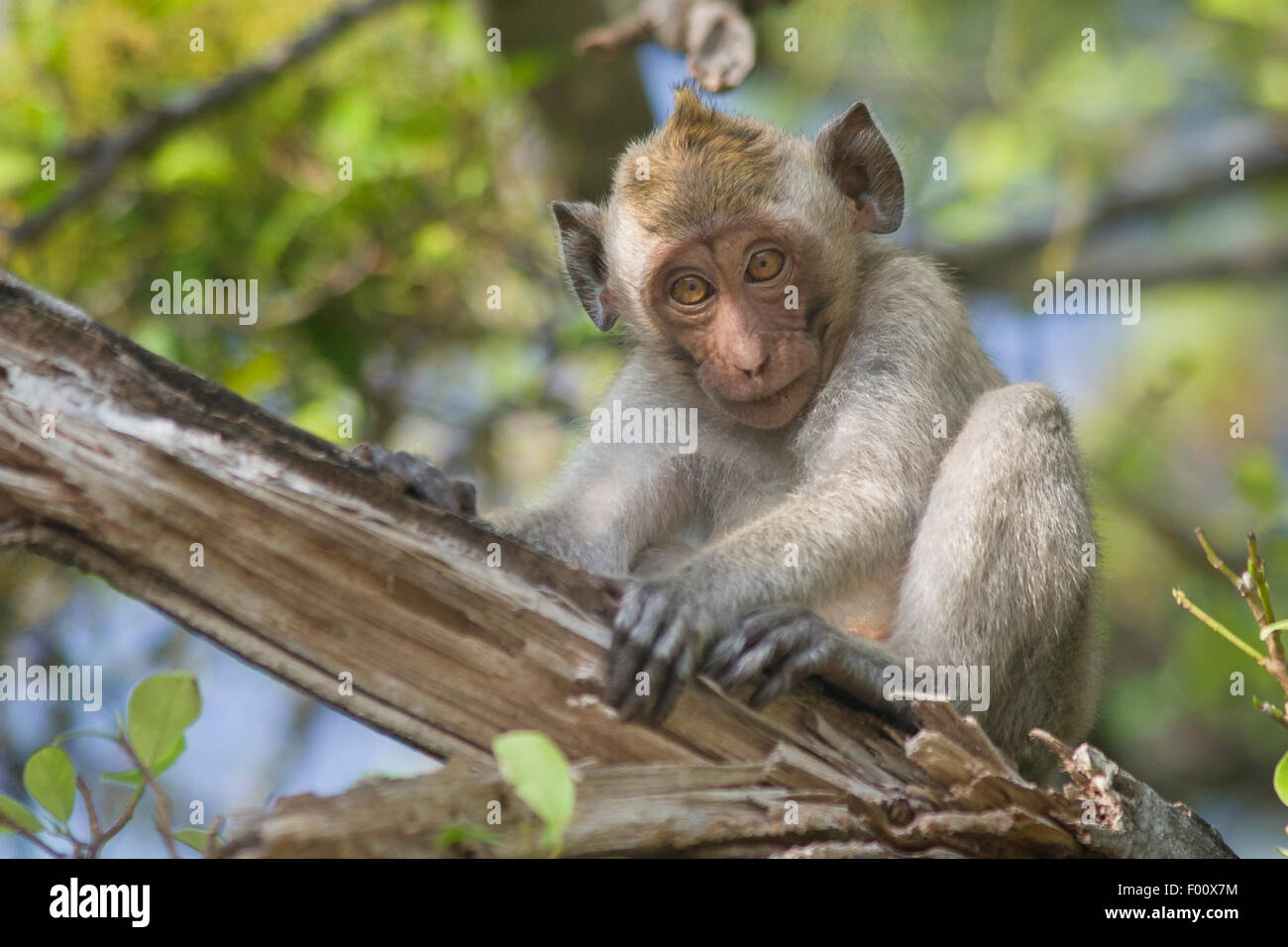 Baby crabeating macaque Stock Photo Alamy