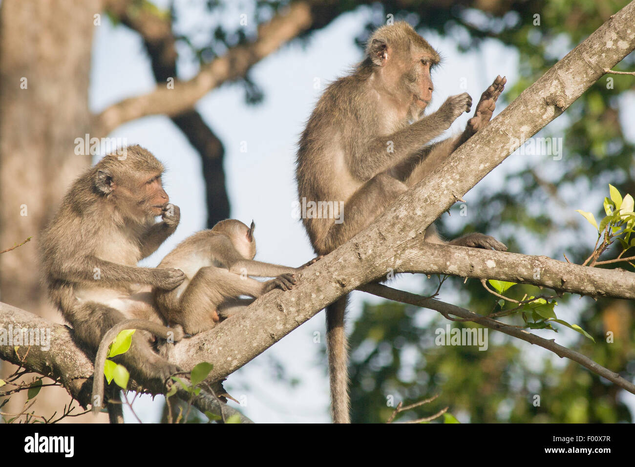 Mother crabeating macaque grooming her baby Stock Photo Alamy