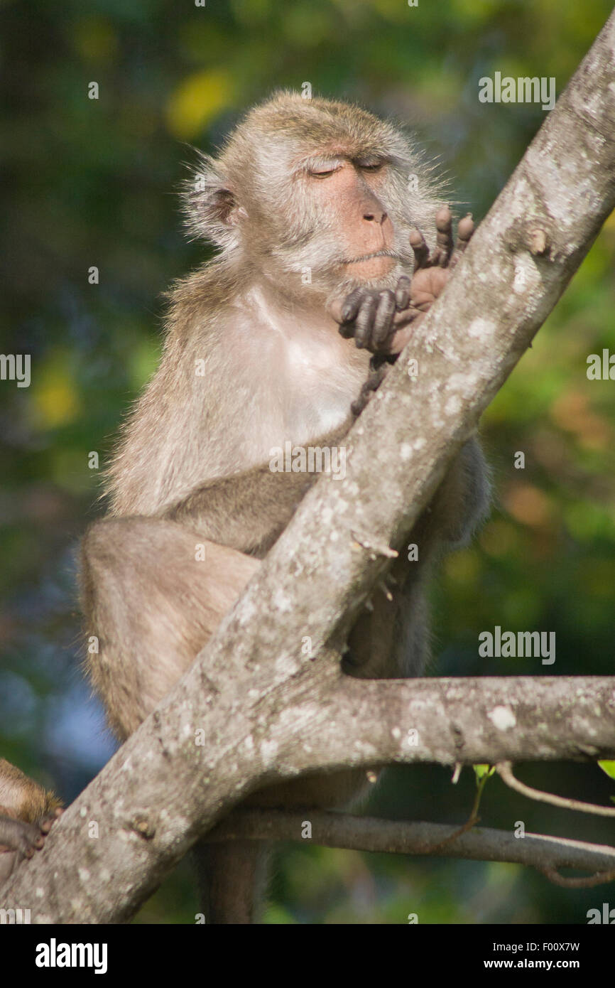 Java macaque hi-res stock photography and images - Alamy