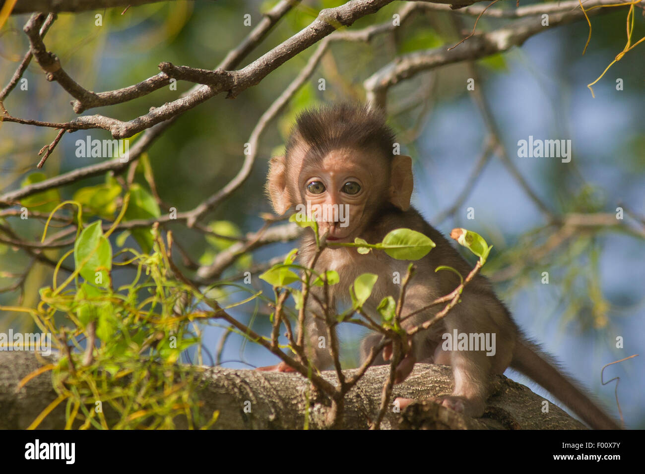 Surprisedlooking baby crabeating macaque Stock Photo Alamy