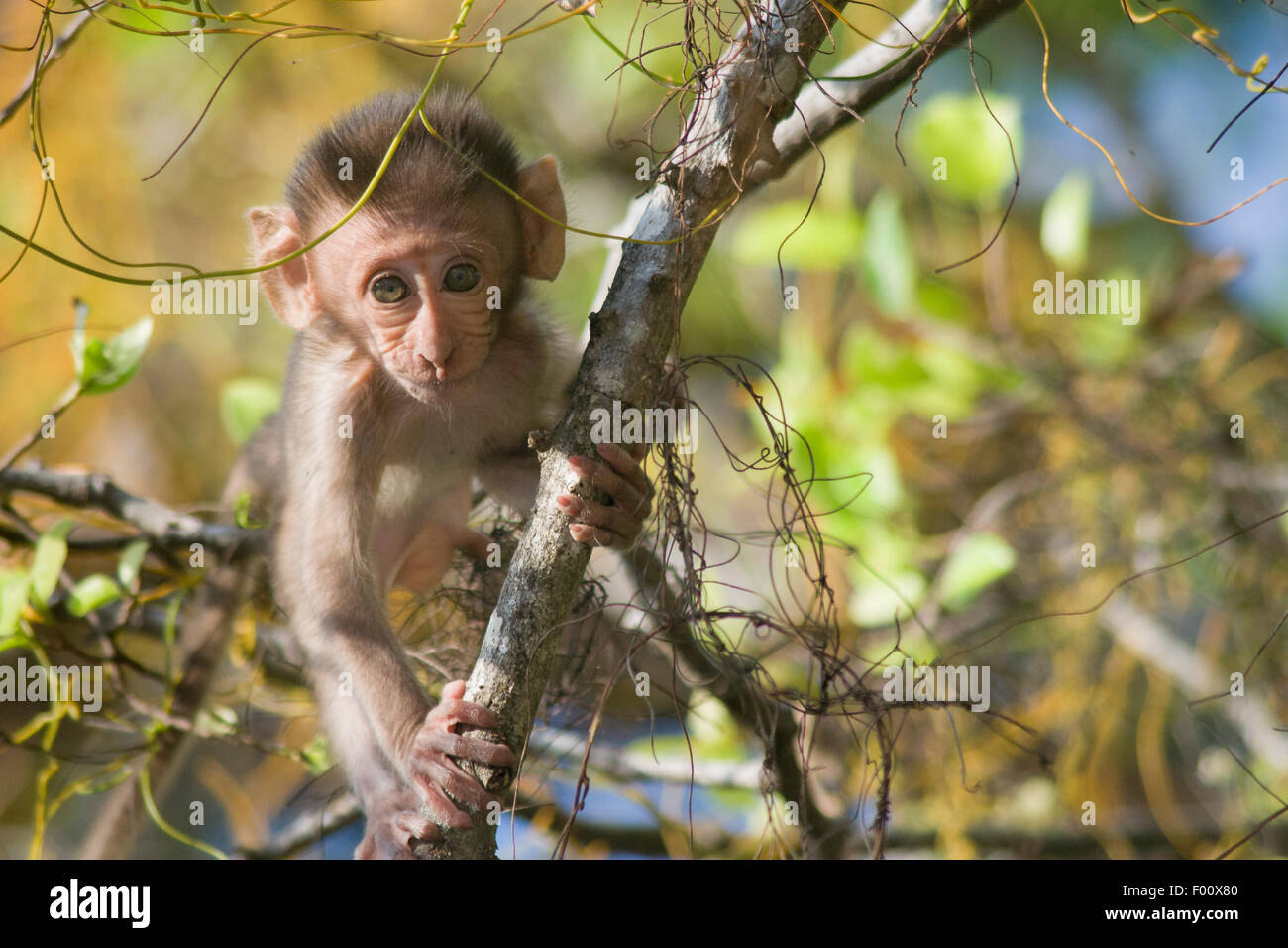 Baby crabeating macaque Stock Photo Alamy