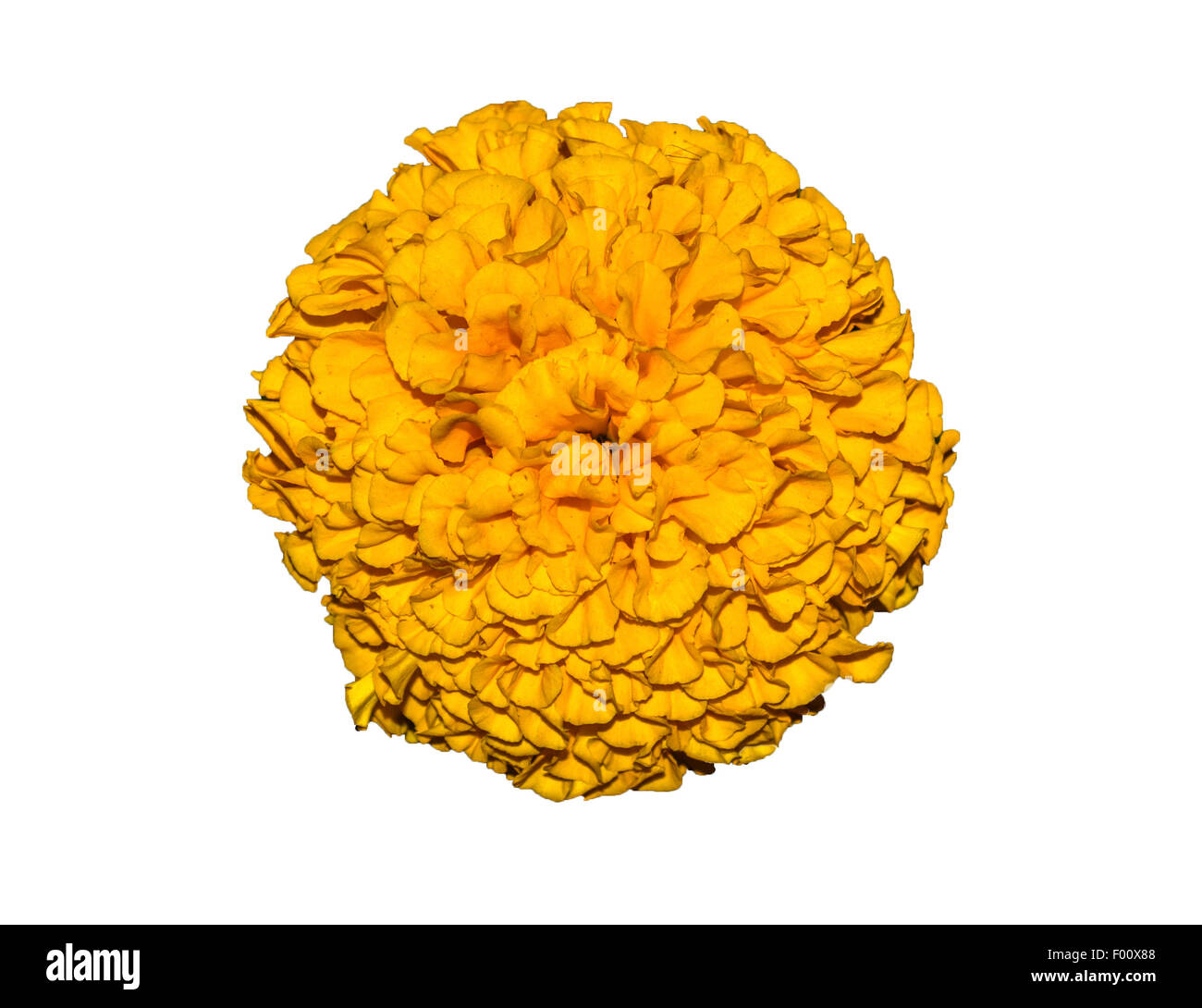 Cut-out of yellow marigold flower isolated on white background. Stock Photo