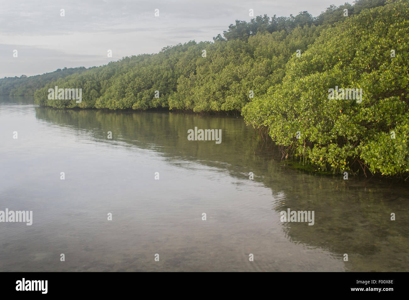 Mangrove forest at Baluran National Park in Java, Indonesia. Stock Photo