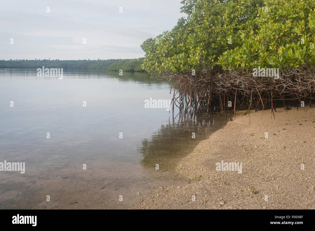 Mangrove forest at Baluran National Park in Java, Indonesia. Stock Photo