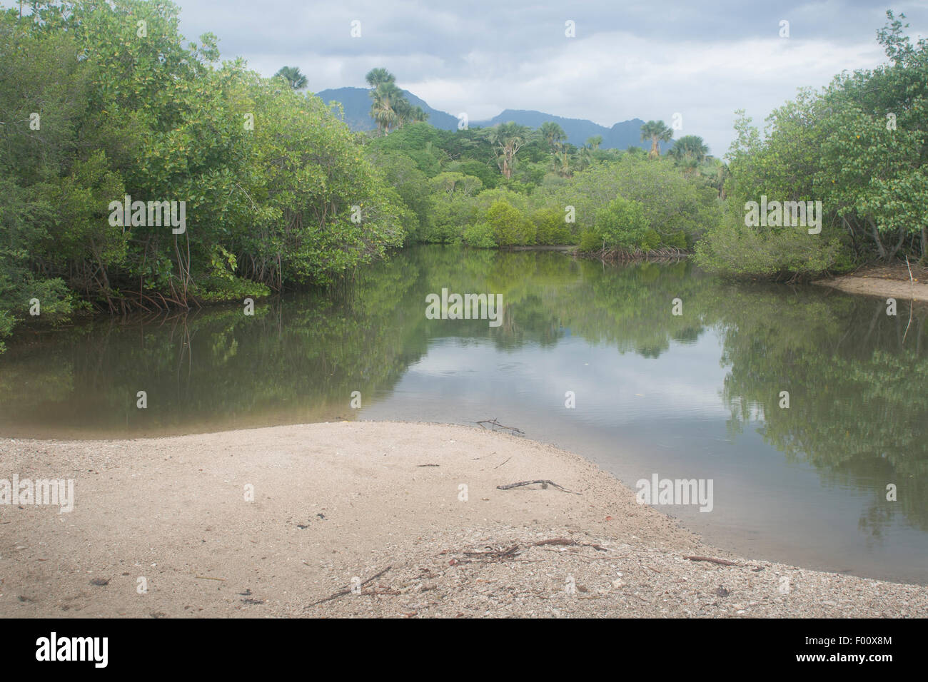 Mangrove foreste at Baluran National Park in Java, Indonesia. Stock Photo