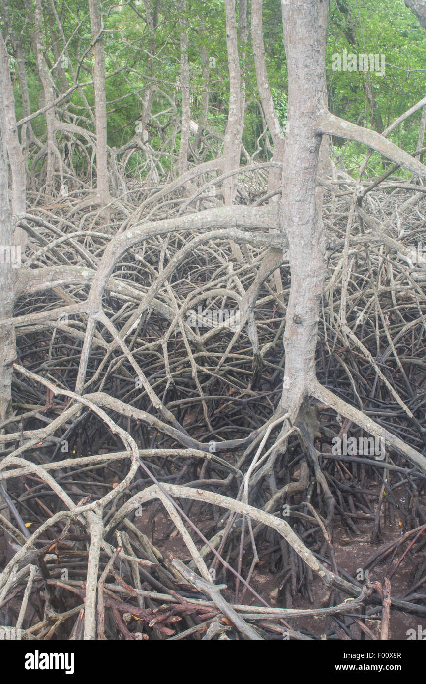 A tangle of mangrove roots, Baluran National Park, Java, Indonesia. Stock Photo