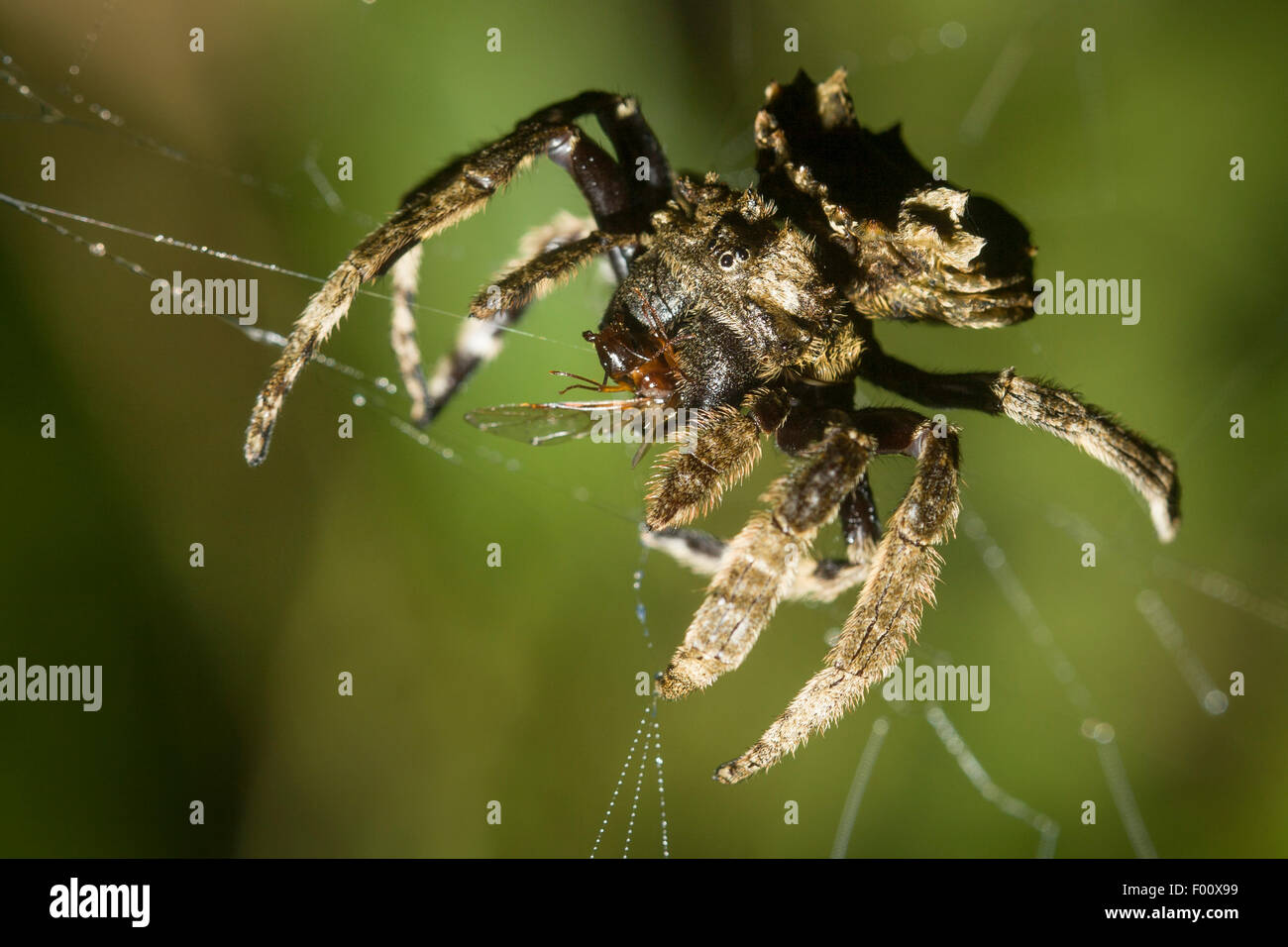 This large orb-weaving spider is eat an alate - a winged ant. Stock Photo