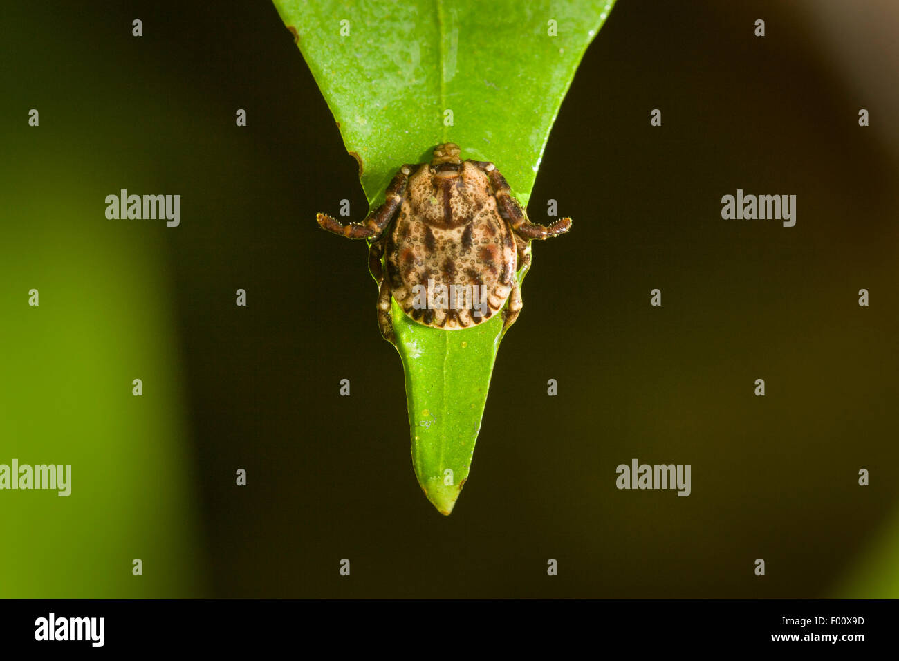 Tick waiting on a leaf for a host to brush by. Stock Photo