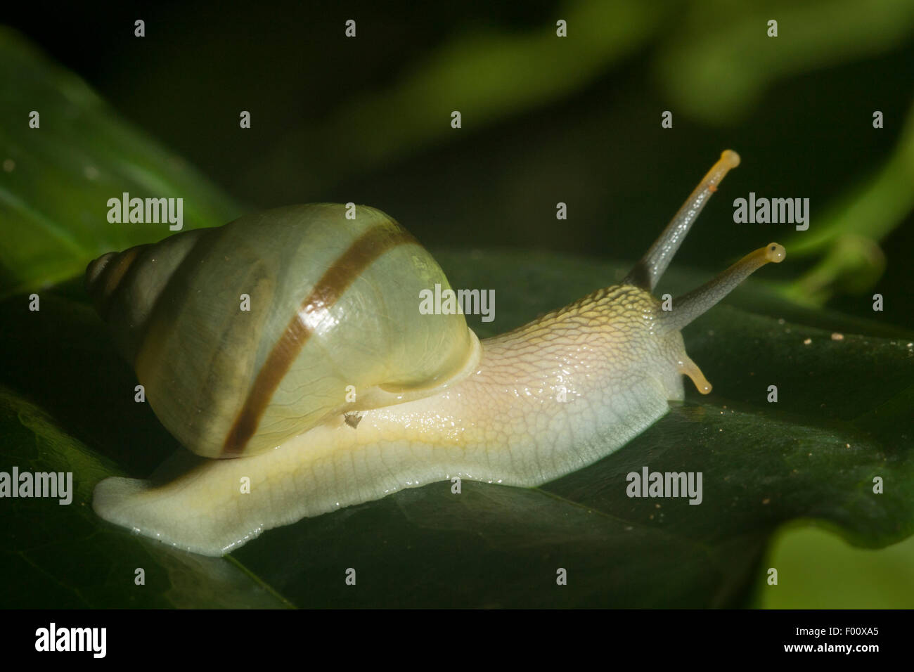 Tentacles of snail hires stock photography and images Alamy