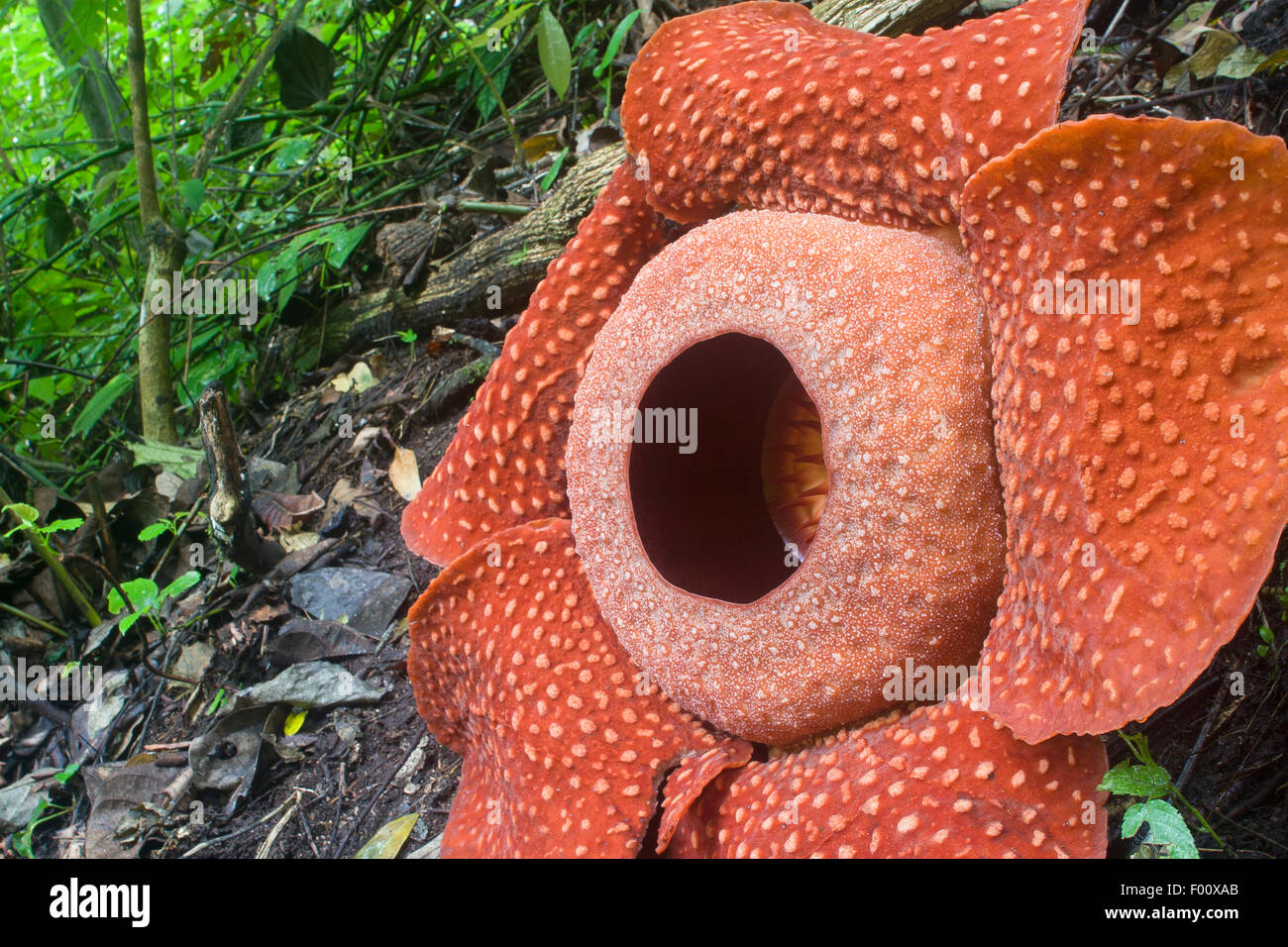 Rafflesia arnoldii in Sumatra, the largest flower in the world Stock
