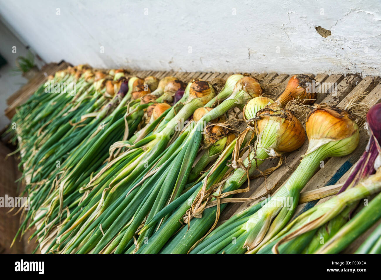 https://c8.alamy.com/comp/F00XEA/onions-spread-out-on-a-long-table-F00XEA.jpg