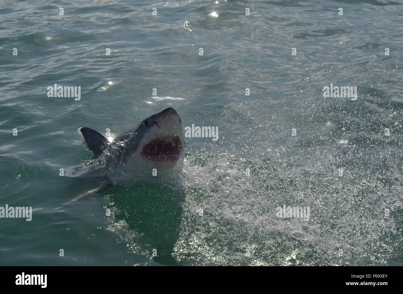 Great White Shark Mouth Open High Resolution Stock Photography and