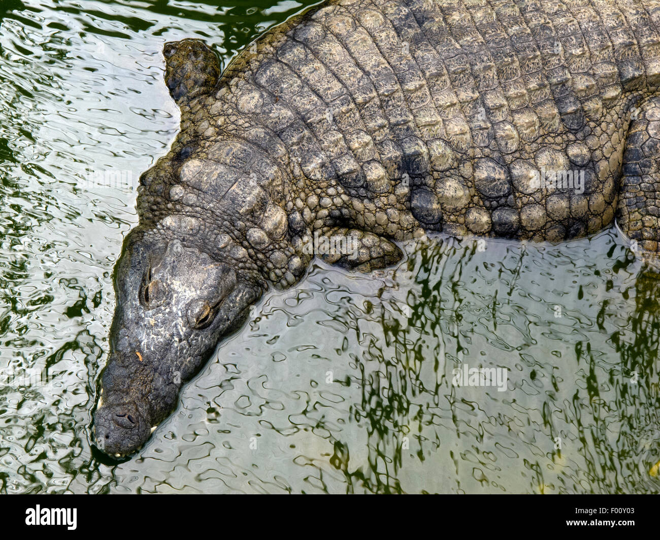 crocodile in water Stock Photo - Alamy