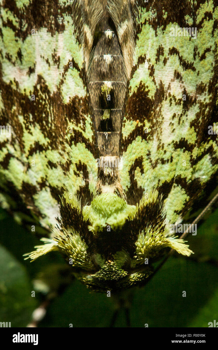 Intricate patterns on the back of a moth. Stock Photo