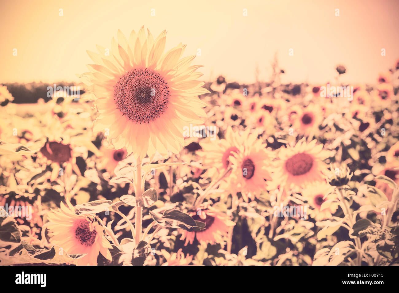 Retro sepia toned nature background made of sunflowers. Stock Photo