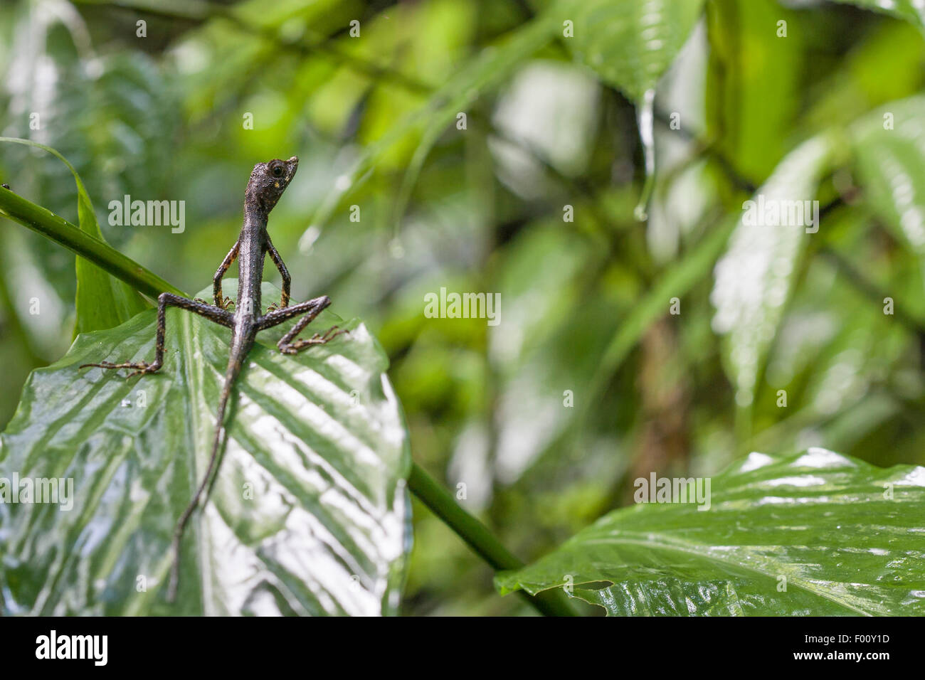 Indonesian animal hi-res stock photography and images - Alamy