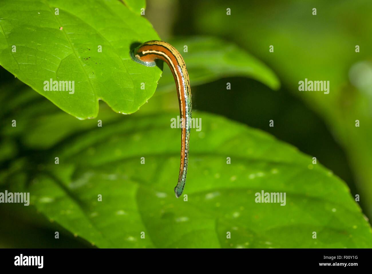A colorful land leech perched on a leaf, waiting for a host to brush by.  The sucker disc is clearly visible. Stock Photo