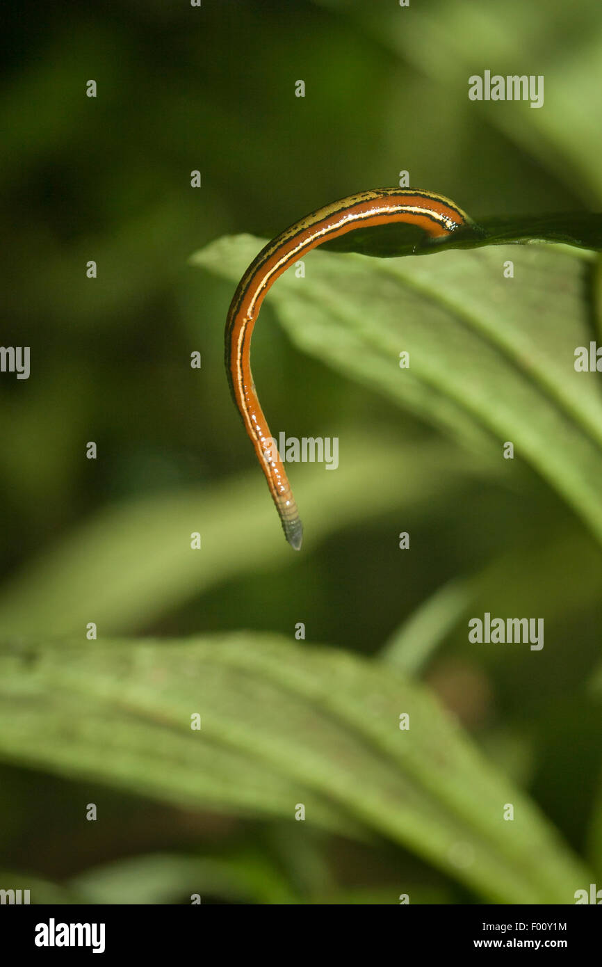 A colorful land leech perched on a leaf, waiting for a host to brush by. Stock Photo