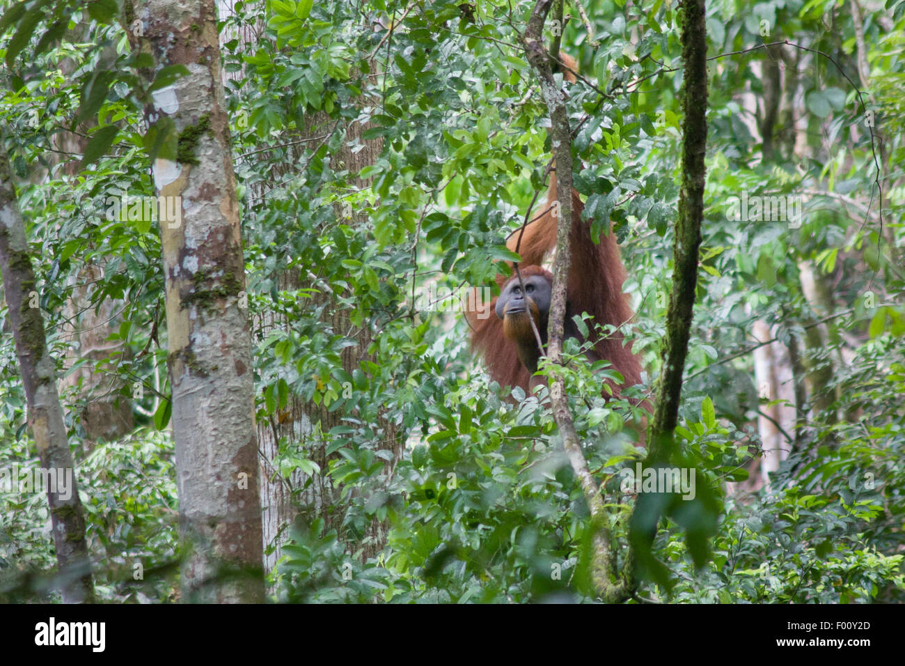 A wild male orangutan in Gunung Leuser National Park, Sumatra, Indonesia. Stock Photo