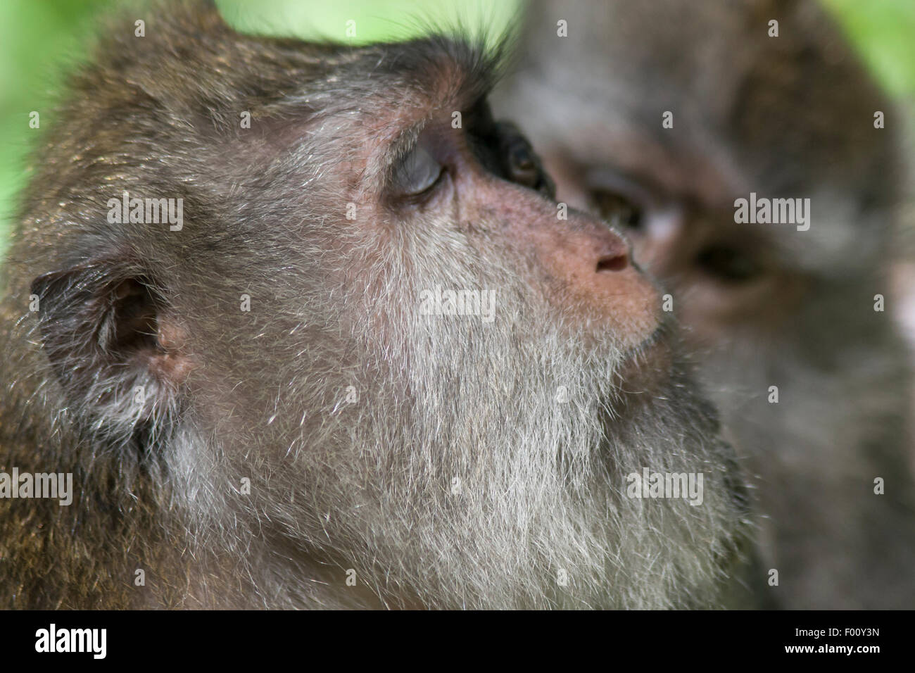 Crab eating macaque being groomed Stock Photo Alamy