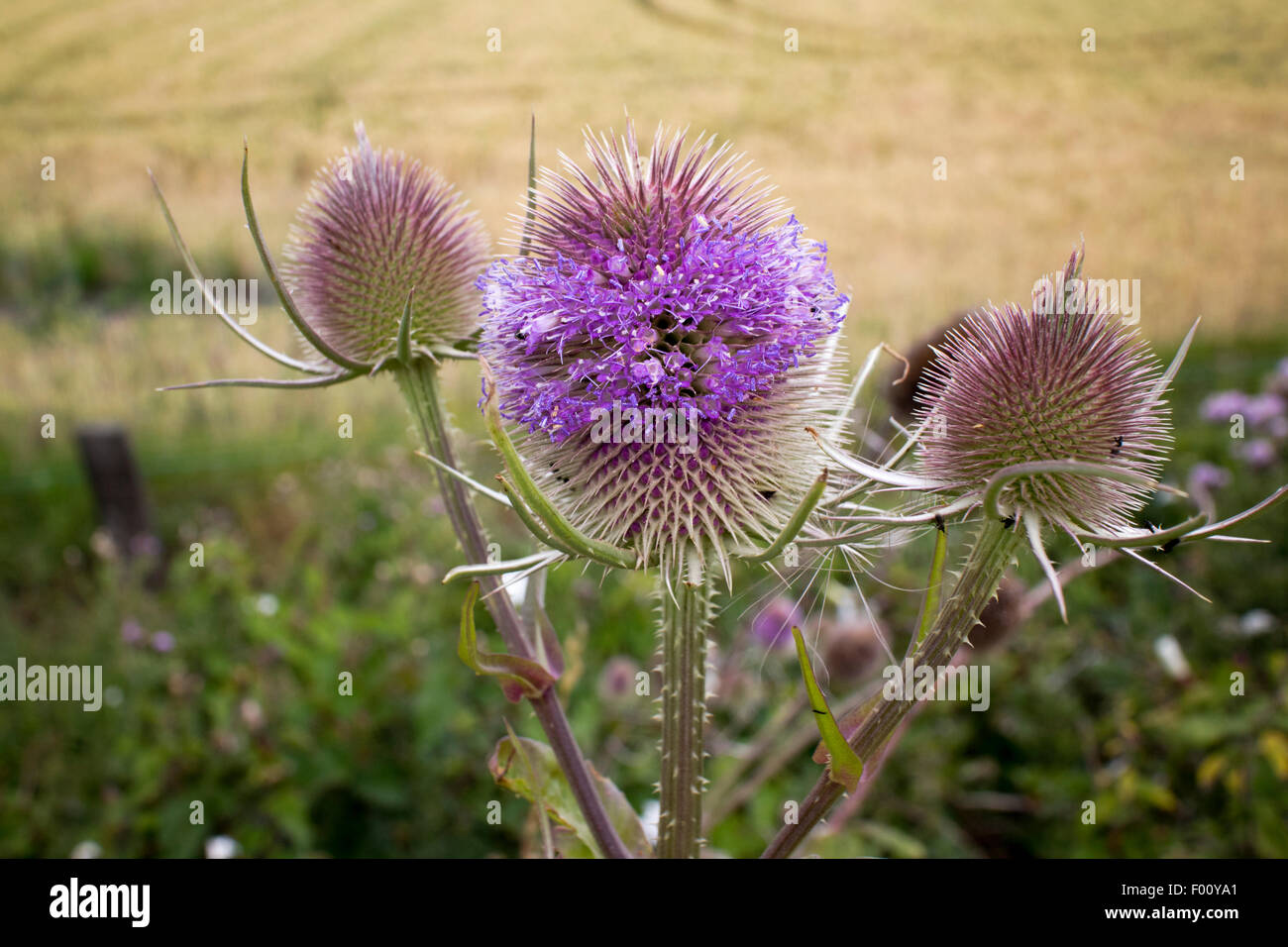 teasel dipsacus fullonum plant growing in north wales uk Stock Photo