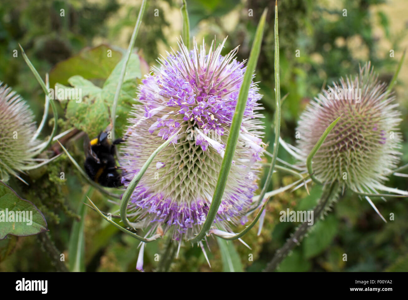 teasel dipsacus fullonum plant growing in north wales uk Stock Photo