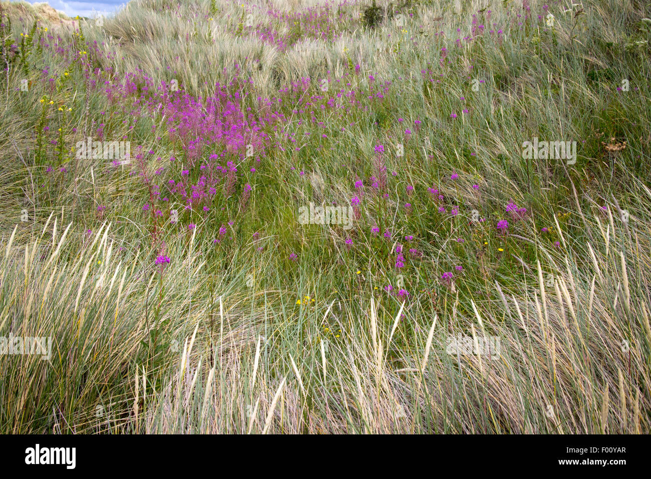 marram grass and wildflowers on gronant dunes near Talacre beach sssi north wales uk Stock Photo