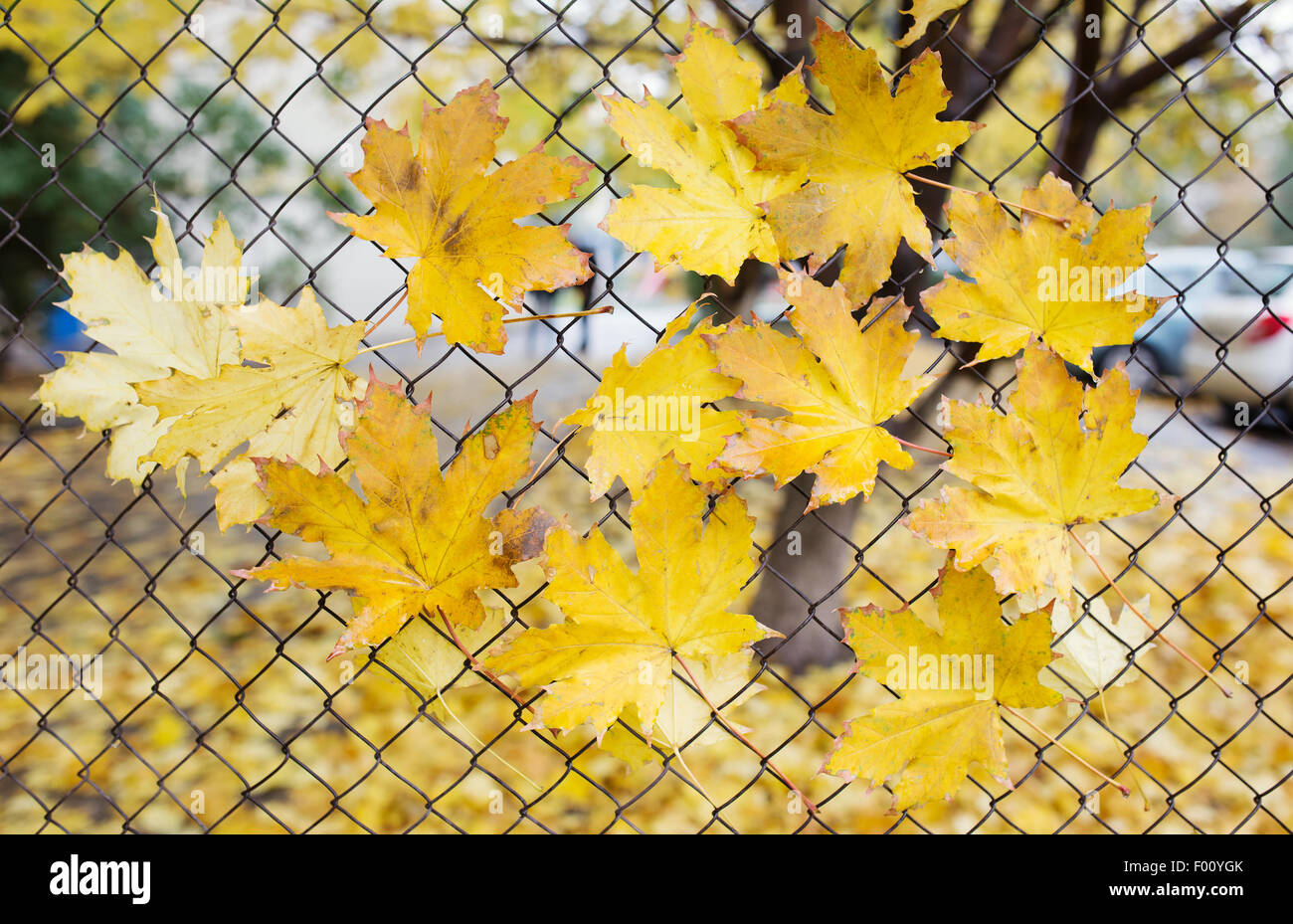A fallen autumn leaves caught on a wire fence Stock Photo