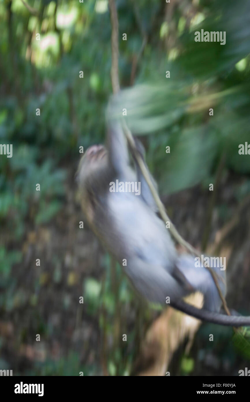 The Archetypal Monkey Swinging On A Vine Stock Photo