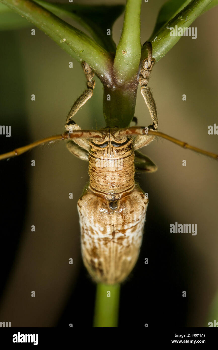 Long-horned wood-boring beetle (family Cerambycidae). Stock Photo