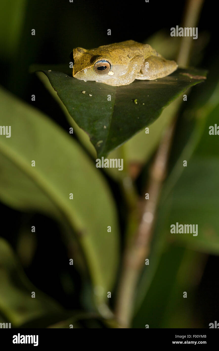 Masked treefrog (Rhacophorus angulirostris) perched on a leaf at night. Stock Photo