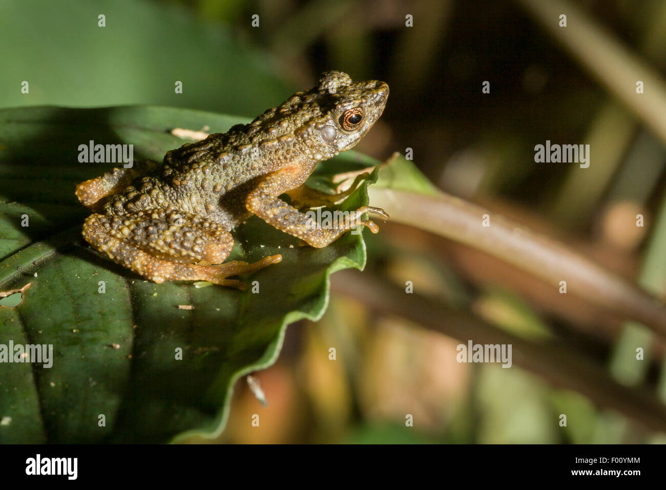 Kinabalu Slender Toad (Ansonia hanitschi) perched on a leaf. Stock Photo