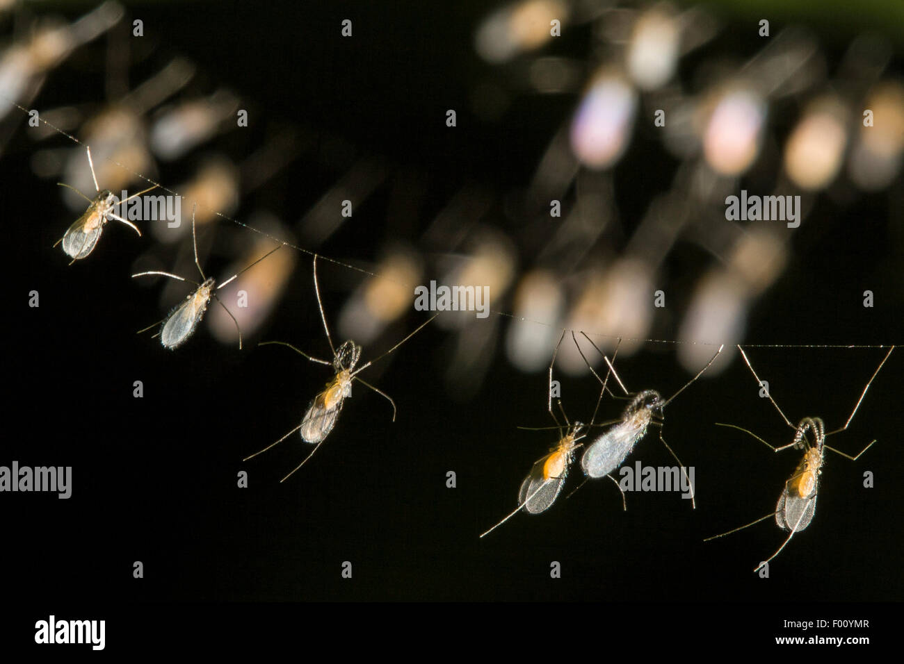 A group of gall midges (family Cecidomyiidae) cling to a cobweb. Stock Photo
