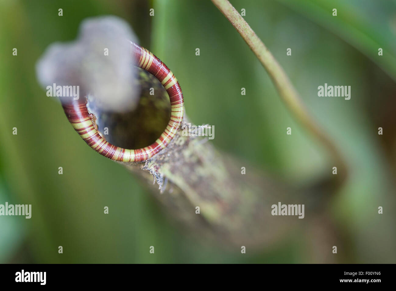 Carnivorous pitcher plant (Nepenthes sp.), photographed in Kinabalu Park, Malaysian Borneo. Stock Photo