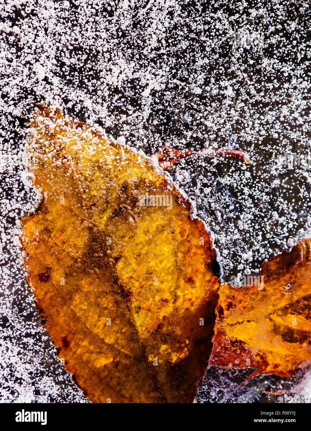 Leaf frozen in ice, close up photo Stock Photo