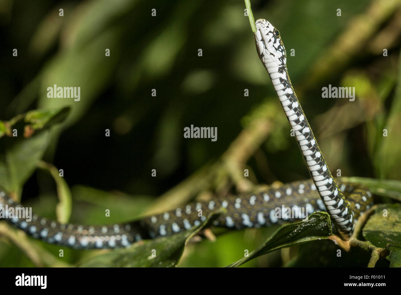 A white-fronted water snake (Amphiesma flavifrons) climbing Stock Photo ...