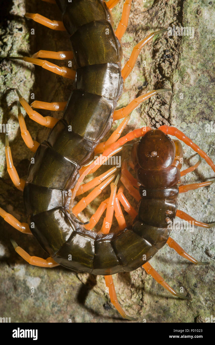 A large centipede. Stock Photo
