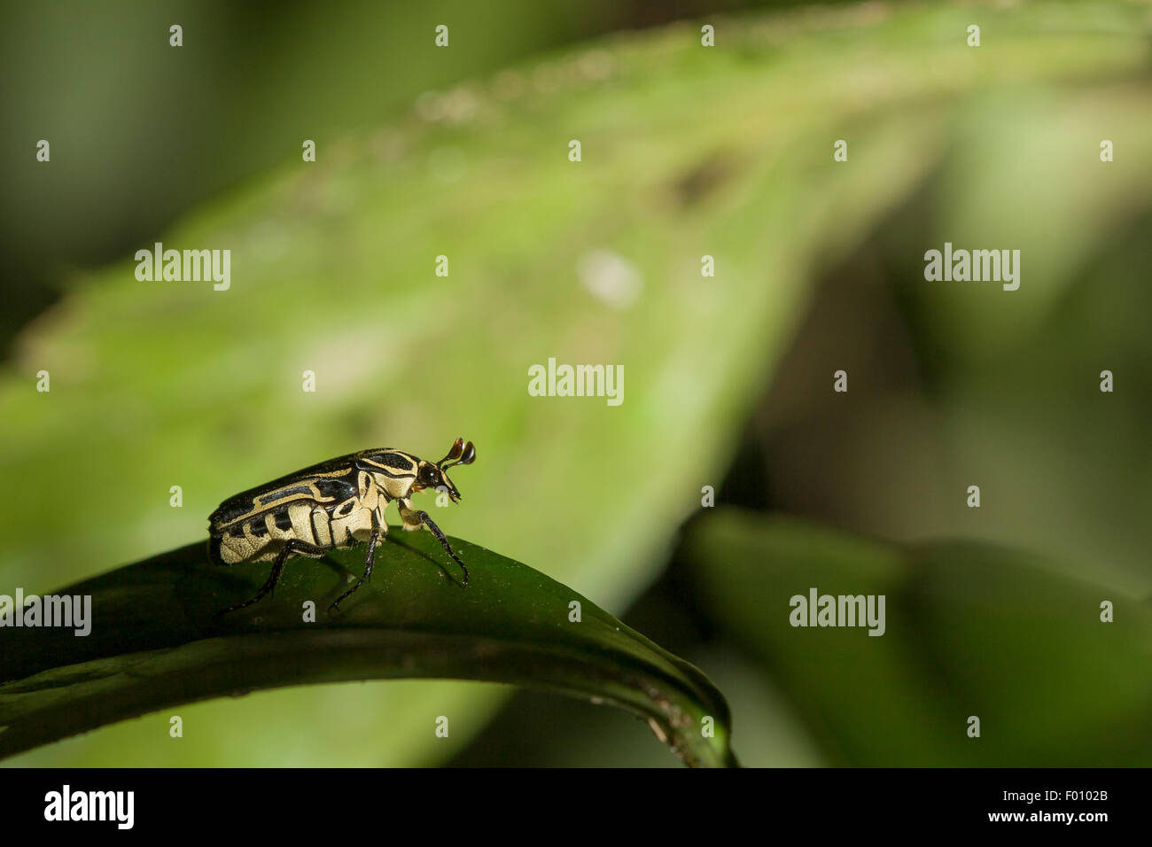 Scarab on a leaf. Stock Photo
