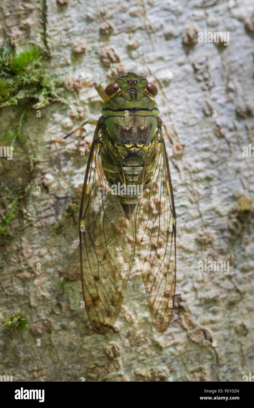 Cicada On A Tree Trunk Stock Photo Alamy Cicada On A Tree Trunk Stock Photo Alamy