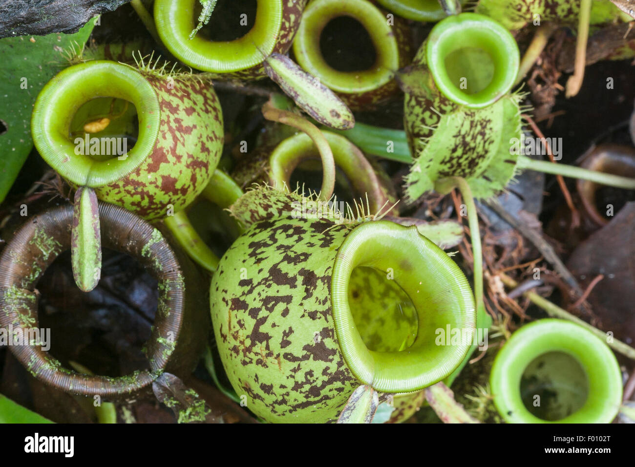 Collection of pitcher plants (Nepenthes sp Stock Photo - Alamy